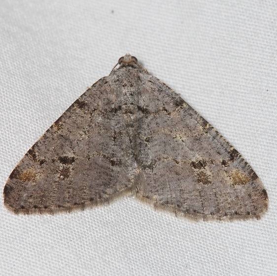 6380 California Granite Moth Mueller St Pk Colorado 6-19-17 (22)_opt