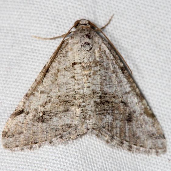 6381 Creosote Moth worn Colorado National Monument 6-17-17 (10)_opt
