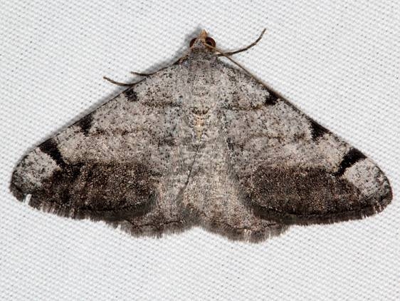 6385 Digrammia triviata Fool Hollow Lake St Pk Ariiz 5-23-17 (118)_opt
