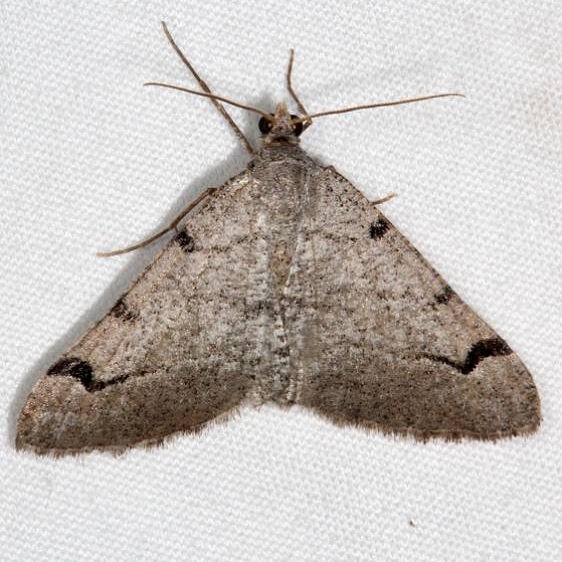 6385 Digrammia trivitata Fool Hollow Lake St Pk Ariiz 5-23-17 (92)_opt