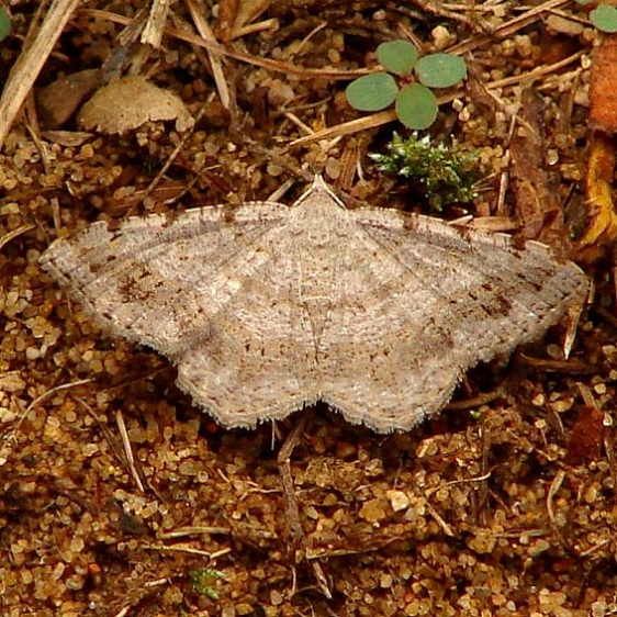 6386 Faint-spotted Angle Moth Sandy Pt cemetery Oh 7-28-12