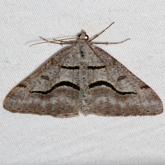 6394 Digrammia rippertaria Mueller St Pk Colorado 6-18-17 (209)_opt
