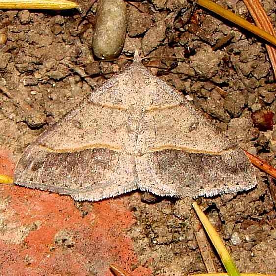 6396 Dark-bordered Granite Moth Anita's yard Calf 8-28-11