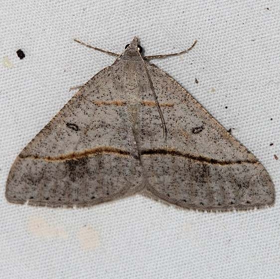 6396 Digrammia neptaria Golden Gate canyon st Pk Colorado 6-27-17 (69)_opt