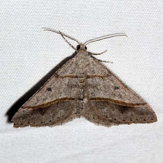 6397 Yellow-lined Angle Moth Golden Gate St Pk Colorado 6-26-17 (29)_opt