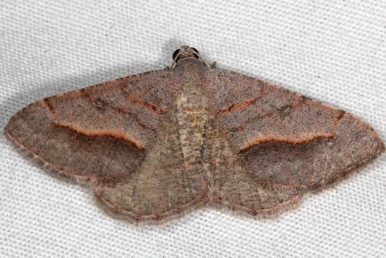 6399 Digrammia subminiata Moab RV Resort Moab Utah 6-5-17 (19)_opt