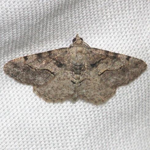 6405 Digrammia gnophosaria Hidden Lake Everglades Natl Pk 3-9-13