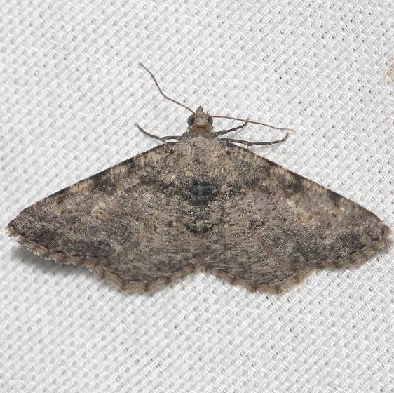 6405 Hollow-spotted Angle Moth yard 8-31-12