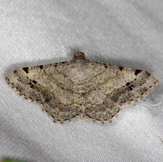 6407 Rindgea nigricomma NABA Gardens Mission, Texas 11-4-13