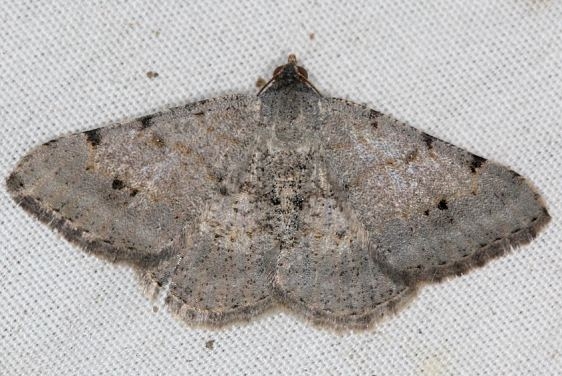 6409.1 Rindgea prolificata Campsite 119 Falcon St Pk Texas 10-24-16_opt