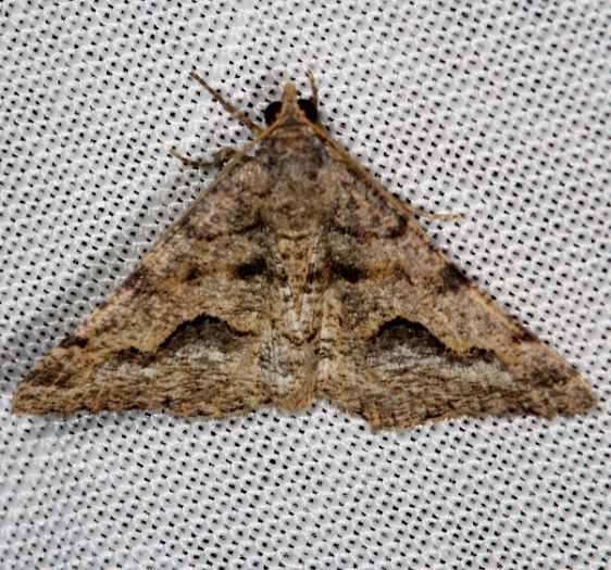 6414 Signate Looper Moth NABA Gardens Texas 11-3-13