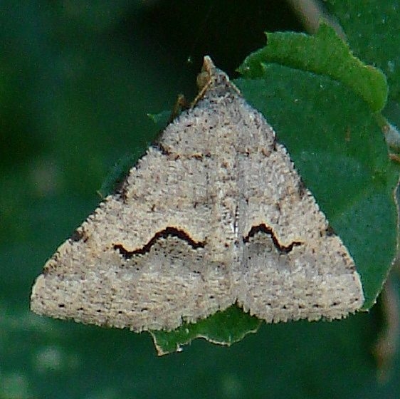 6414 Digrammia s-signata Ramsey Park Texas 10_18_08 (53)_opt
