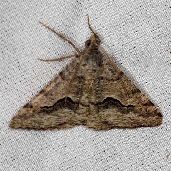 6415 Mesquite Looper Moth NABA Gardens Mission, Texas 11-4-13