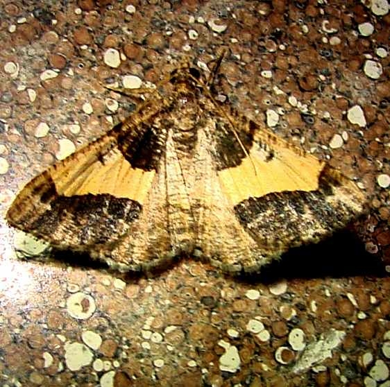6417 Rindgea hypaethrata Ventura Canyon Resort Tucson Az 9-9-12