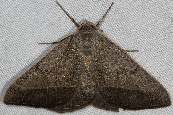 6419 Pale-veined Isturgia Moth River Junction Withalecoochee St Forest Fl 2-21-17_opt