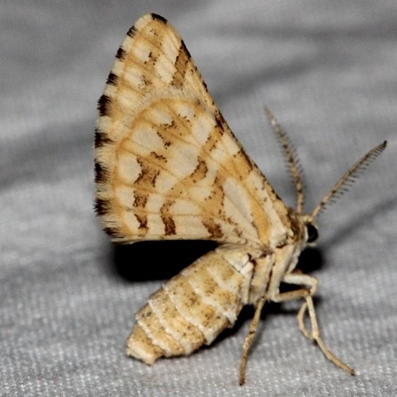 6420 Green Broomweed Looper Moth Colorado Natl Monument 6-16-17 (214)_opt