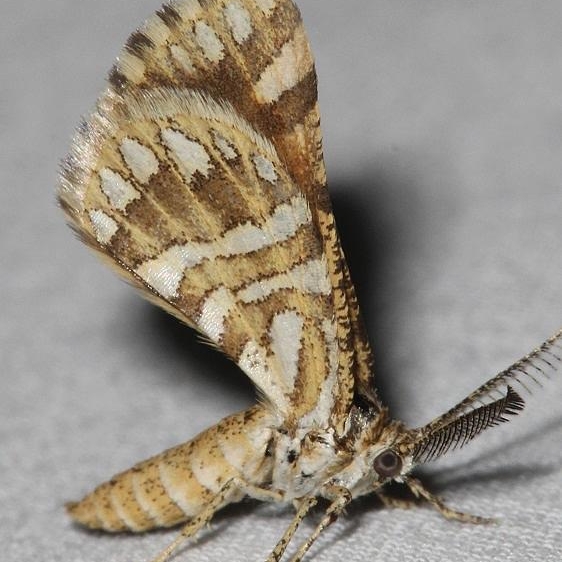 6420 Green Broomweed Looper Moth Colorado Natl Monument 6-17-17 (215)_opt