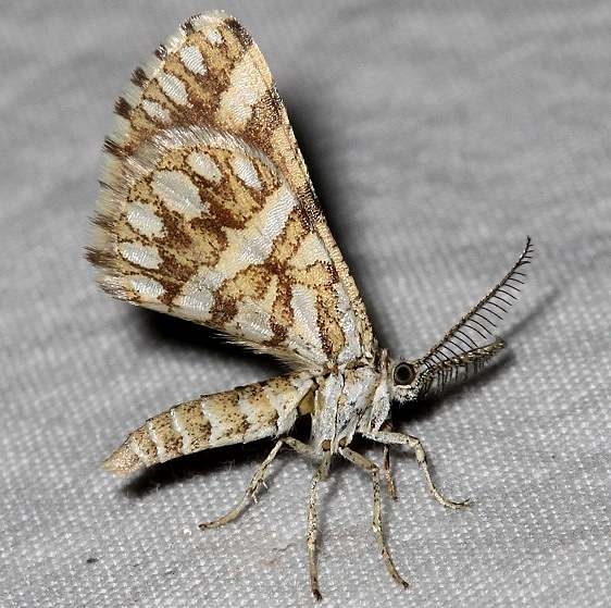 6420 Green Broomweed Looper Moth Colorado Natl Monument 6-17-17 (216)_opt