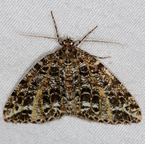 6430 Yellow-veined Geometer Cumberland Falls St Pk Ky 4-22-14