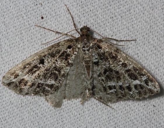 6430 Yellow-veined Geometer Moth Thunder Lake Mich UP 6-22-13