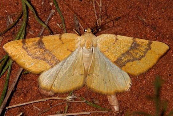 6431 Sulphur Moth Colorado Natl Monument 6-17-17 (217)_opt