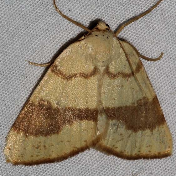 6431 Sulphur Moth Colorado Natl Monument 6-18-17 (218)_opt
