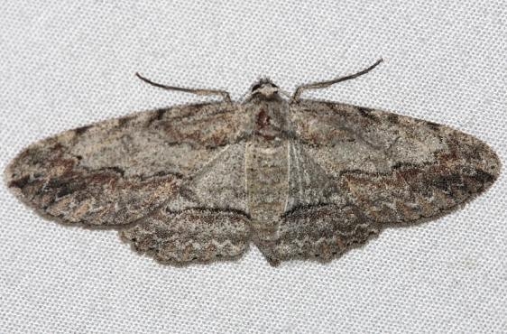 6435 Brown-lined Looper Moth Little Manetee River St Pk 3-9-15