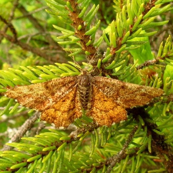 6436 Cranberry Spanworm Moth Remington Bog Mich UP 6-25-13