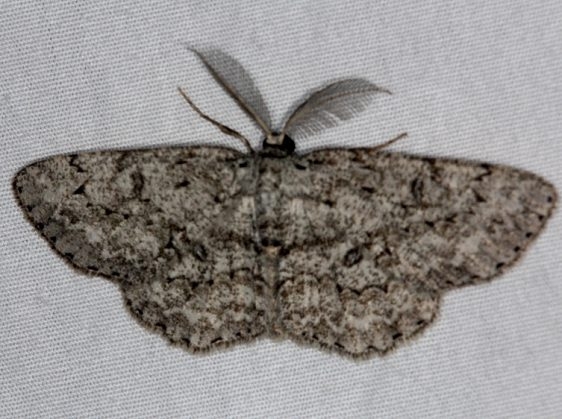 6439 Umber Moth Burr Oak St Pk at cabins Oh 6-27-14