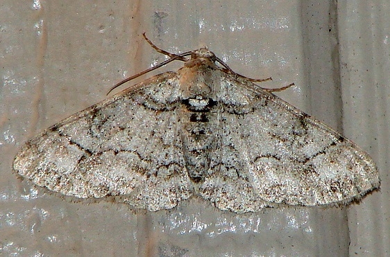 6440-Hypomecis-gnopharia-Faver-Dykes-St-Pk-3-2-11
