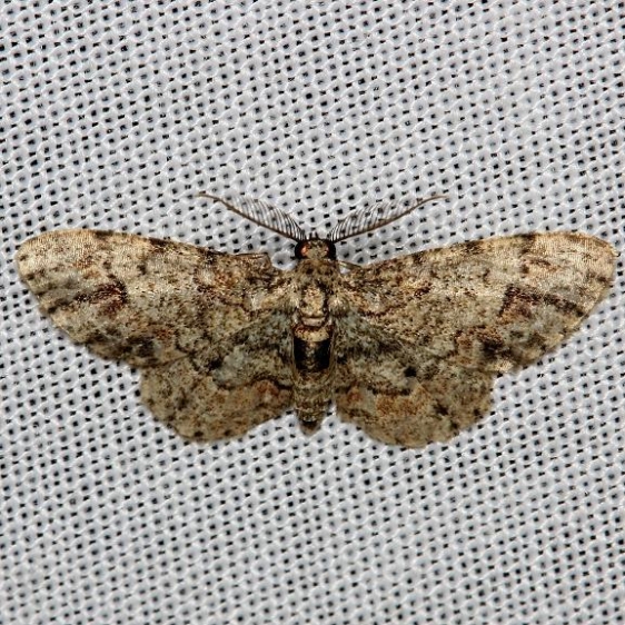 6443 Texas Gray Moth Lake Kissimmee St Pk Fl 2-28-13