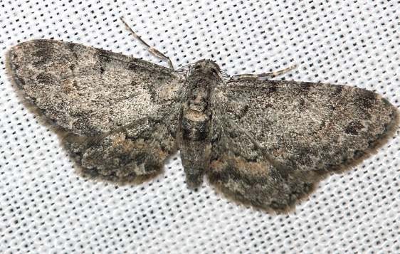6443 Texas Gray Moth yard 8-16-12_opt