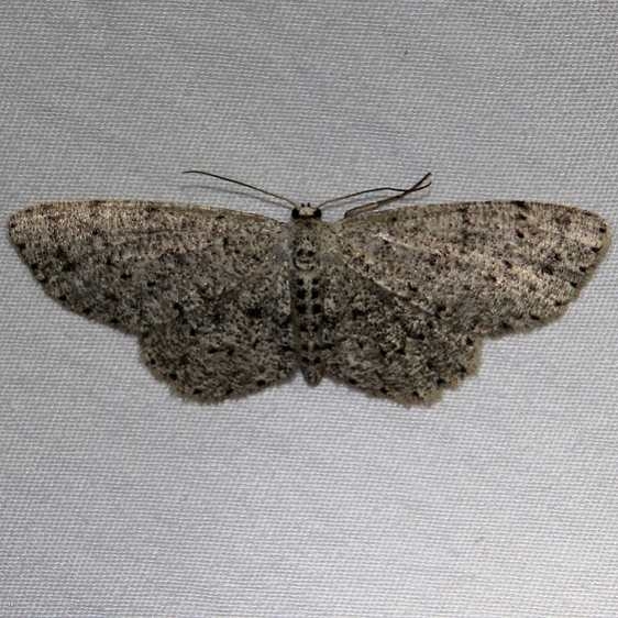 6449 Dotted Gray Moth Osceola Natl Frt Ocean Pond Fl 3-24-15