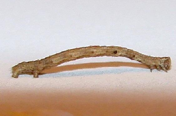 6449 Dotted Gray caterpillar Garden Penn Mich 10-1-11