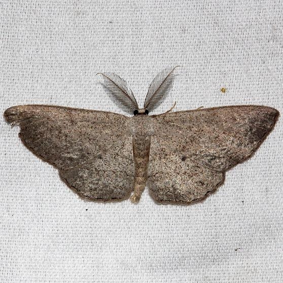 6450 Blueberry Gray closest Grasshopper Lake Ocala Natl Forest 3-21-13