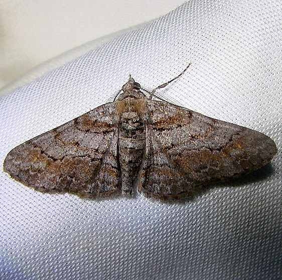 6452 Dainty Gray Moth Grasshopper Lake Ocala Natl Frt FL 3-15-12