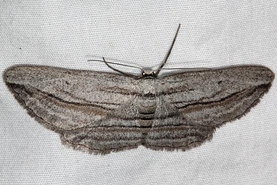 6453 Five-lined Gray Moth Fool Hollow Lake St Pk Ariiz 5-23-17 (110)_opt