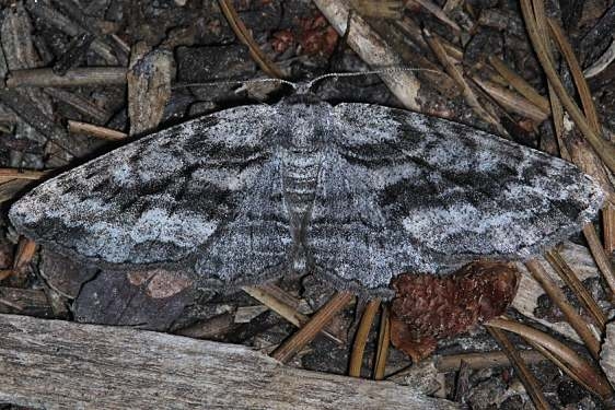 6468 Stenoporpia anellula Golden Gate St Pk Colorado 6-26-17 (50)_opt