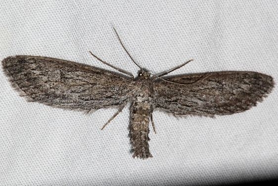 6502 Glaucina interruptaria Rocky Mtn Natl Pk Colorado 6-24-17 (23)_opt