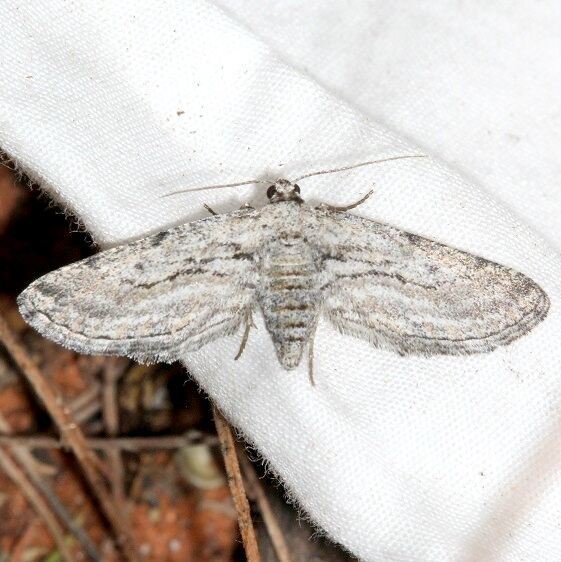 6541-Hulstina-imitatrix-tentative-BG-Colorado-Natl-Monument-Co-6-17-17