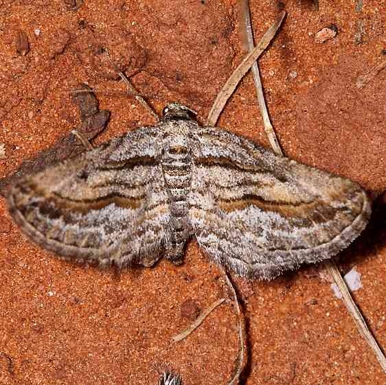6540 Hulstina formosata Colorado National Monument 6-17-17 (71)_opt
