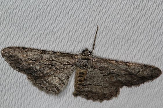 6551 Pterotaea leuschen Mesa Verde Natl Pk Colorado 6-10-17 (25)_opt