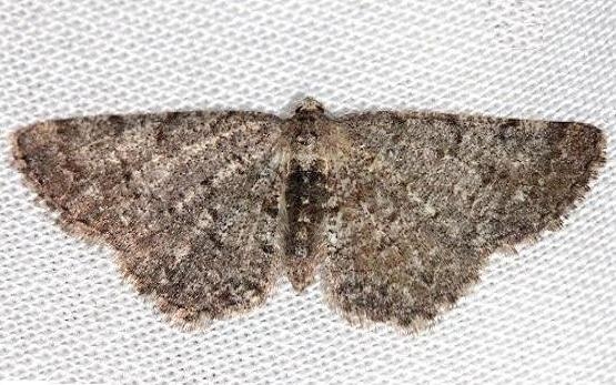 6570 Four-barred Gray Moth Aethalura intertexta Thunder Lake UP Mich 6-21-13