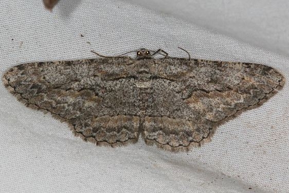 6575 Mountain Mahogany Looper Moth Devil's Canyon Manti-La Sal Natl Forest Utah 6-8-17 (115)_opt