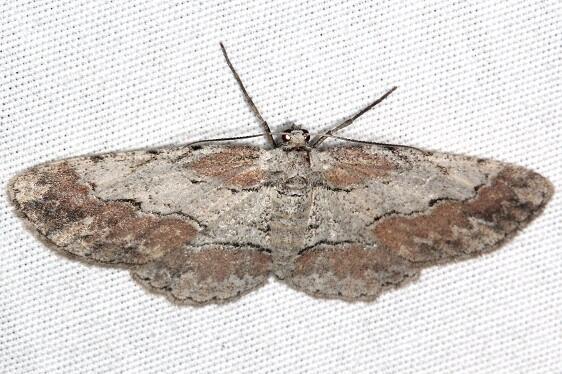 6580-Iridopsis-pergracilis-BG-Bear-Island-Big-Cypress-Preserve-Fl3-18-23