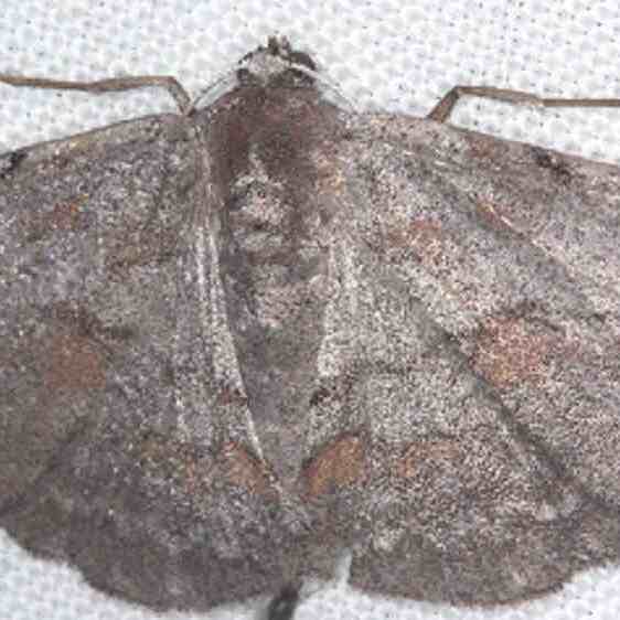 6584-Small-Purplish-Gray-Bear-Island-ig-Cypress-Preserve-Fl-1-13-24