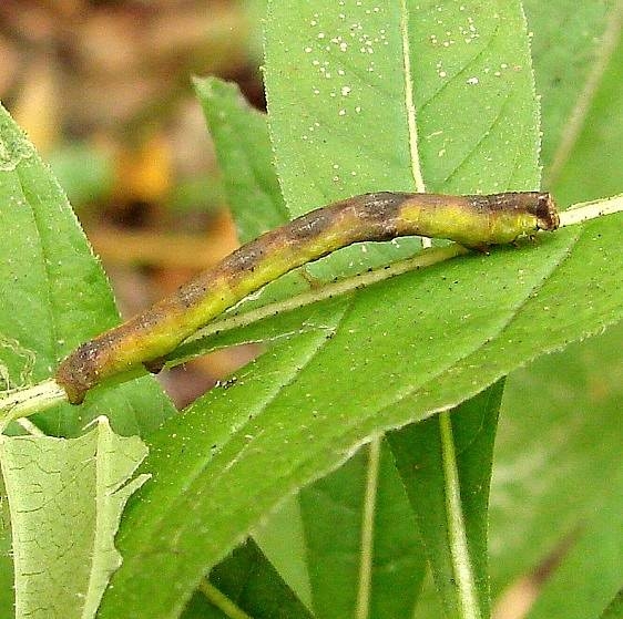 6588 Bent-line Gray Iridopsis larvaria Nancy Green's Hocking Co 10-13-14