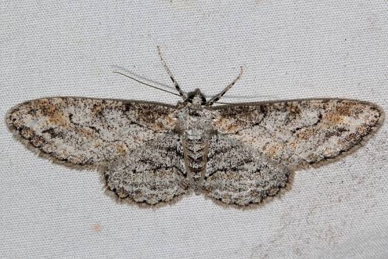 6589 Iridopsis emasculatum Golden Gate Canyon St Pk Colorado 6-28-17 (23)_opt