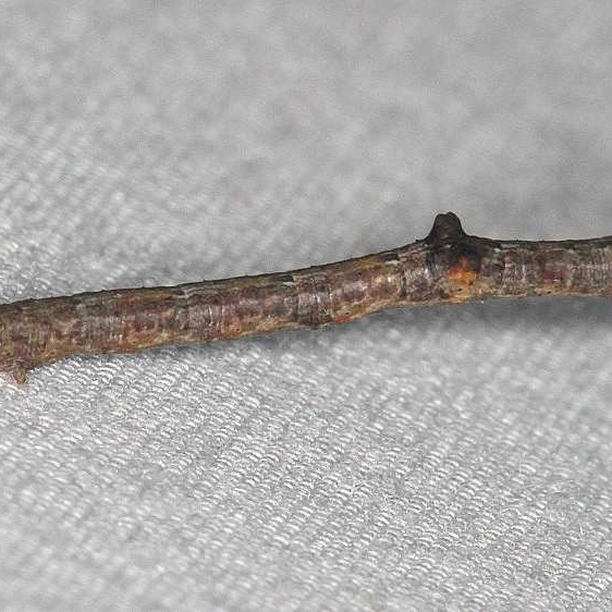6590 Common Gray Moth BG yard 9-16-17 (2)_opt