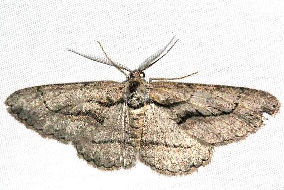 6591 Anavitrinella atristrigaria-male-BG2022-Black-Canyon-at-the-Gunnison-Natl-Pk-Colorado-6-14-17